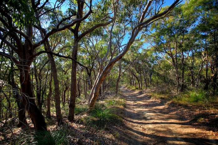 chb-beaches-bush-low-res_010.jpg